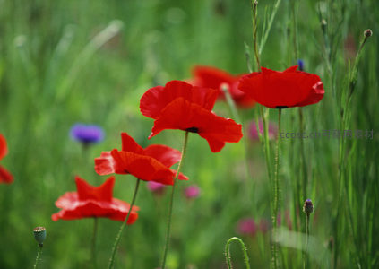 绿野红罂粟，微风摇曳生姿