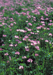 粉紫苜蓿花海，铺满春日田野