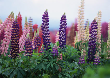 五彩羽扇豆，如梦似幻花塔林