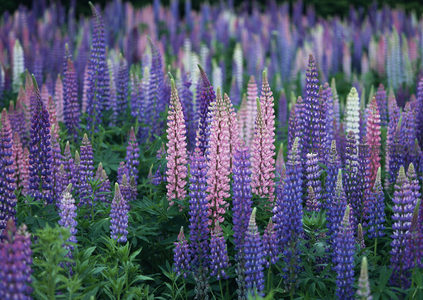 紫色羽扇豆花海，浪漫如诗画卷