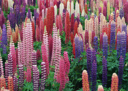 缤纷羽扇豆花田，彩虹般绚烂夺目