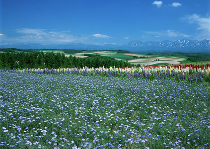 远山脚下五彩花海如彩虹铺展