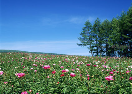 山坡上牡丹花海与松林相依