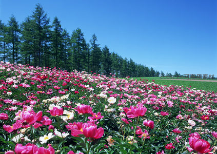 绚烂牡丹花田与青翠松林交相辉映