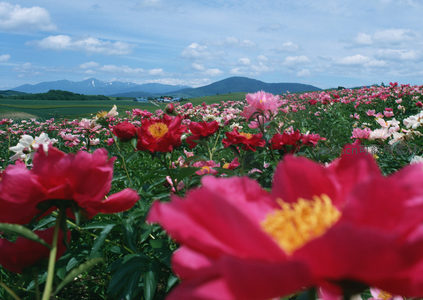 山峦下的绚烂花海，色彩斑斓如梦似幻