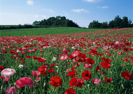 红粉交织的罂粟花海，铺满绿色田野