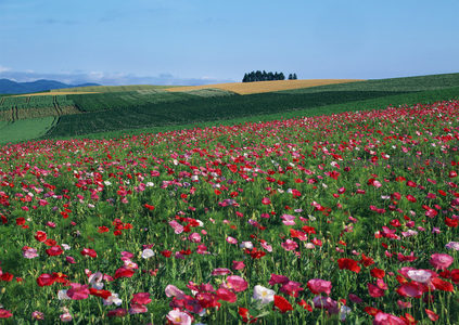 层叠梯田与缤纷花海交相辉映的田园风光