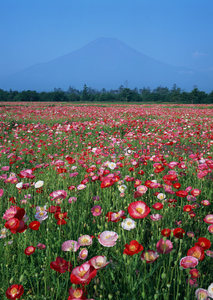 富士山下万顷花海，静谧壮美如诗如画