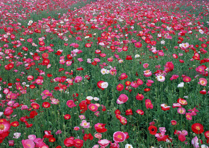 密布花丛中的红粉世界，视觉盛宴令人沉醉