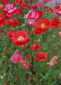 鲜艳红罂粟，怒放于绿丛中