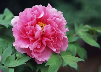 盛放牡丹，粉瓣层层如云霞