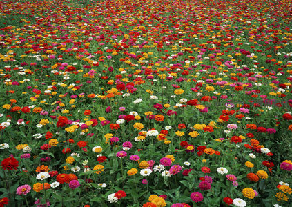 万紫千红花满园，春意盎然景如诗