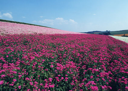 粉红花海漫山坡，蓝天白云共辉映