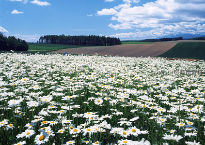 洁白雏菊铺满野，远山如黛云悠悠