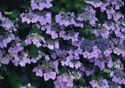 雨后淡紫绣球，水珠晶莹剔透
