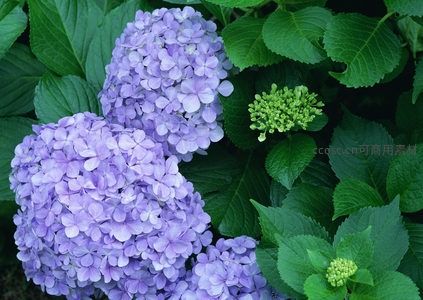 淡紫绣球花团，嫩芽点缀绿意盎然