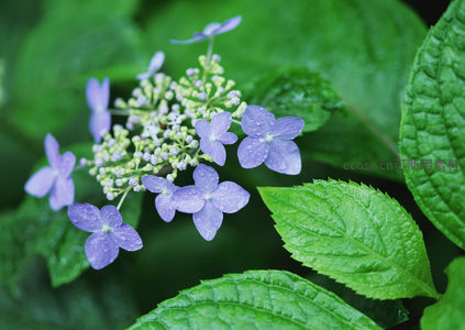 微距紫绣球，水珠轻吻花瓣
