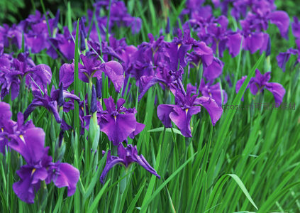 紫色鸢尾花海在绿叶间绽放如梦似幻