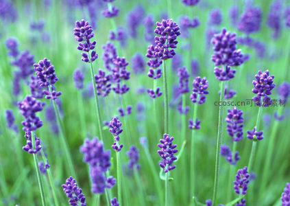 紫色薰衣草花穗在微风中轻轻摇曳
