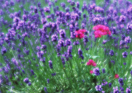 薰衣草丛中点缀着几朵鲜艳红花