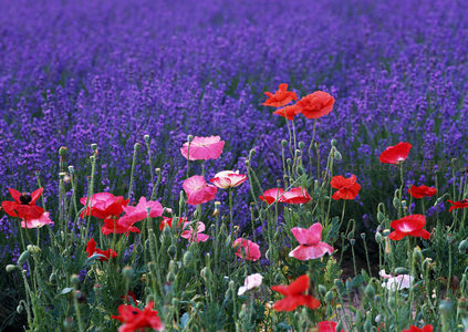 红粉罂粟与紫色薰衣草交织成梦幻花境