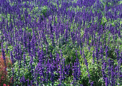 深紫色鼠尾草花海在阳光下熠熠生辉
