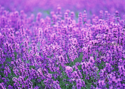 梦幻薰衣草花丛浅景深效果，柔焦唯美