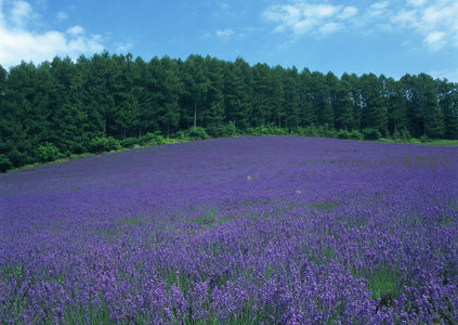 森林边缘的薰衣草花海，自然生态画卷