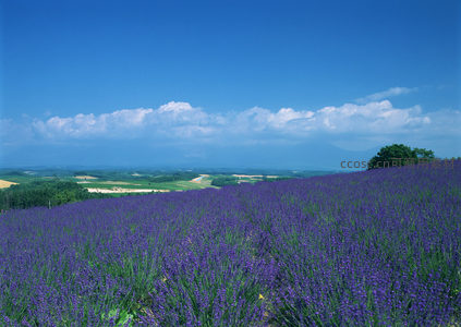 远眺薰衣草坡地与辽阔平原，视野开阔