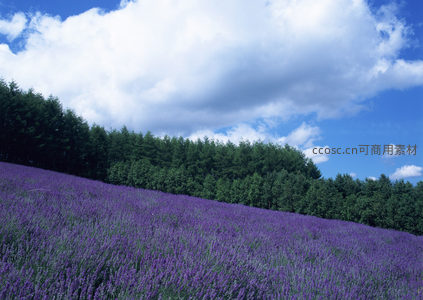 紫色薰衣草花海与森林蓝天相映成趣