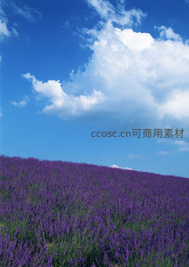 无垠薰衣草花田延伸至天际云端