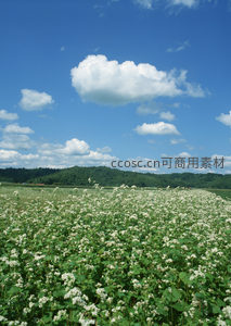 白色荞麦花田在晴空下随风摇曳