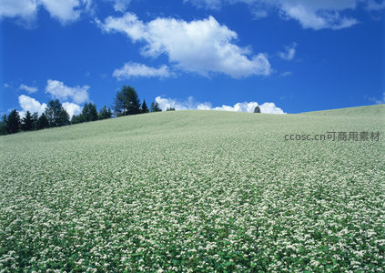 青翠山坡覆盖着繁茂的白色花丛
