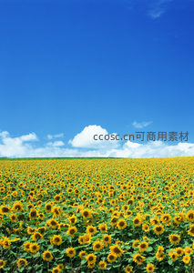 金黄向日葵花海沐浴在蔚蓝晴空下