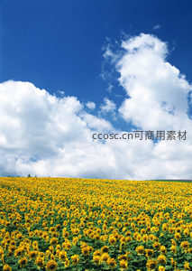 金黄向日葵花海映蓝天白云