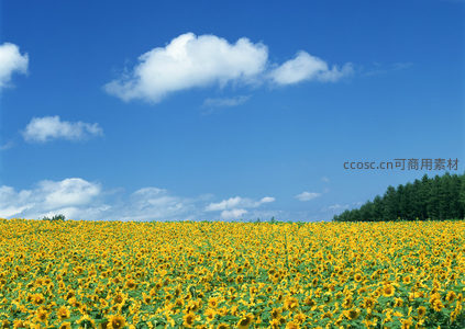 无垠向日葵花田与碧空相接