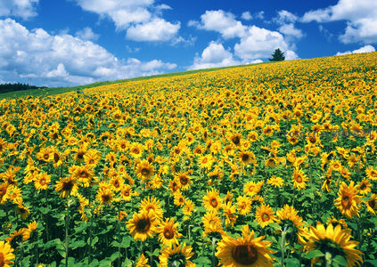 向日葵花海随坡势延展至天际