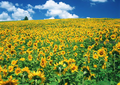 向日葵迎光盛放于青翠坡地