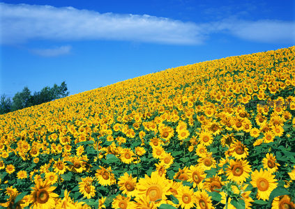 斜坡向日葵花海沐浴晴空之下