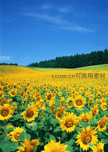 金色向日葵花海在蓝天下的壮丽景象