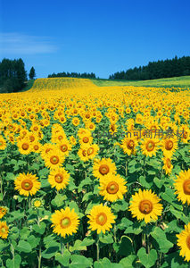 无垠向日葵花田铺展至天际线