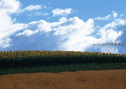 向日葵与麦田分层景观云影婆娑