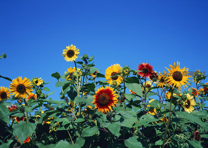 红黄向日葵点缀湛蓝天空之下