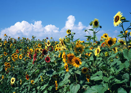 多彩向日葵花丛迎风摇曳云卷云舒