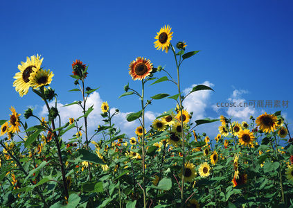 仰拍视角下向日葵向着太阳生长