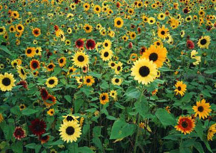 向日葵花海绽放，金黄灿烂如阳光