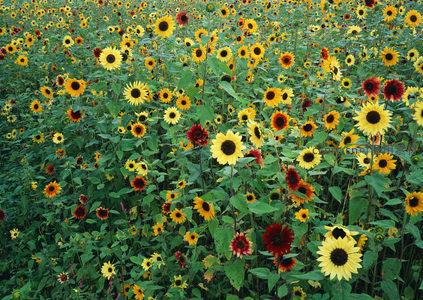 多彩向日葵田，黄红交织如油画