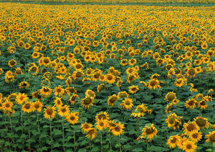 无垠向日葵原野，金色海洋望不到边