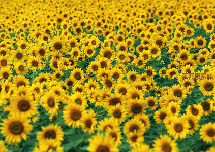 密集向日葵花丛，视觉冲击力十足