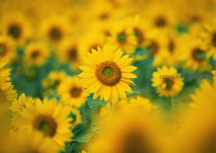 单朵向日葵特写，柔焦背景凸显主体